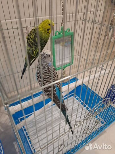 Волнистый попугай