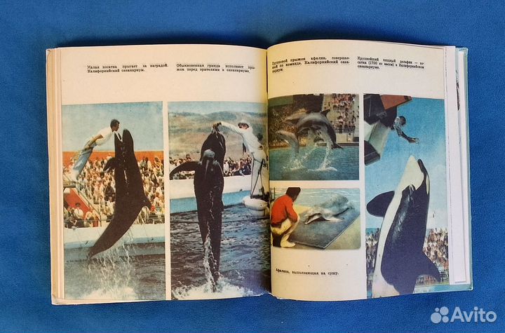 В мире китов и дельфинов Томилин