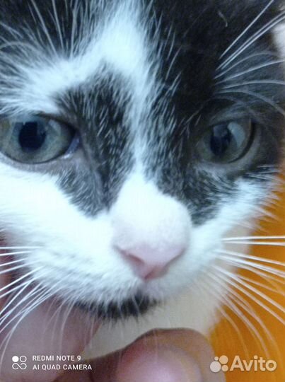 Кошки в добрые руки бесплатно