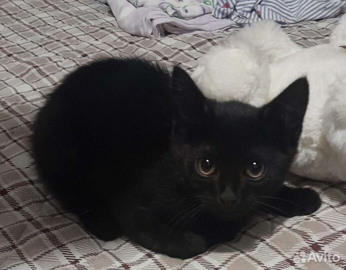 Чёрный котенок мальчик 2 с половиной месяца
