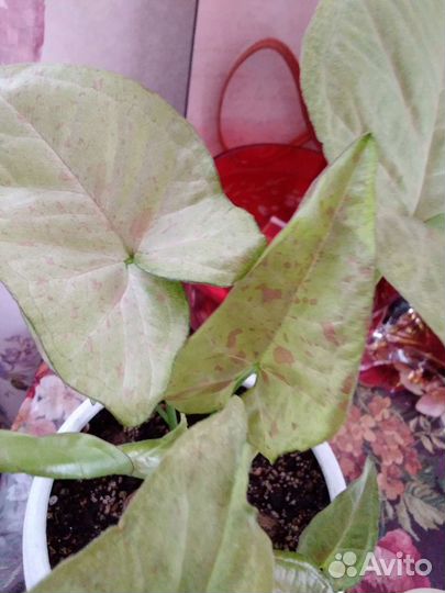 Сингониум конфети