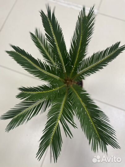 Цикасс,Ананас,Банановое дерево, Нолина