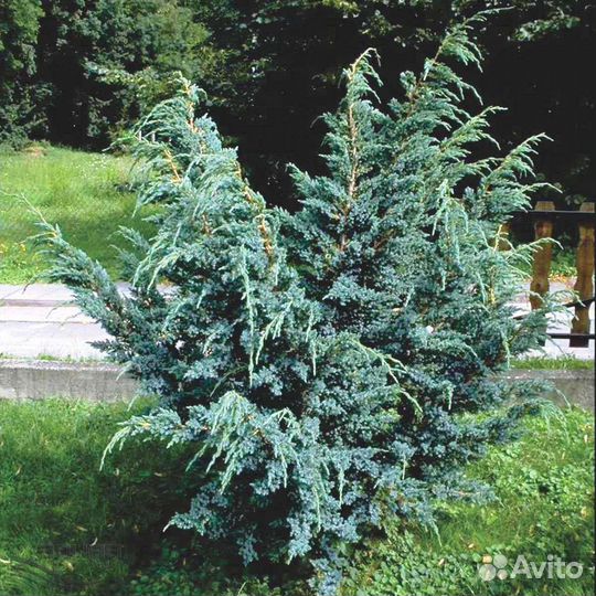 Туя колумна, Рейн голд,Вудварди,Европа голд Ель гл