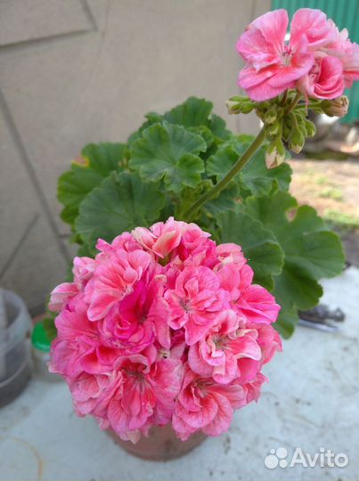 Пеларгония герань