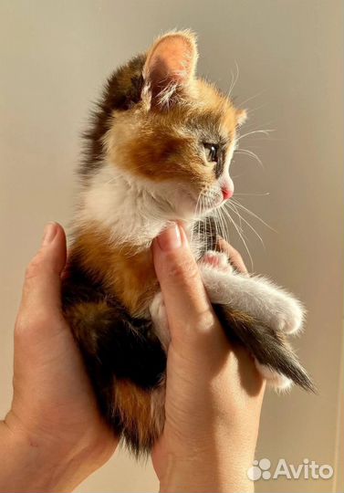 Чудесные котятки ищут дом