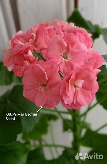Пеларгония герань сортовая