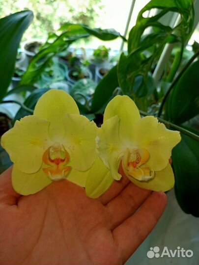 Фаленопсис Ice Cream бабочка