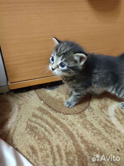 Кошка в дар