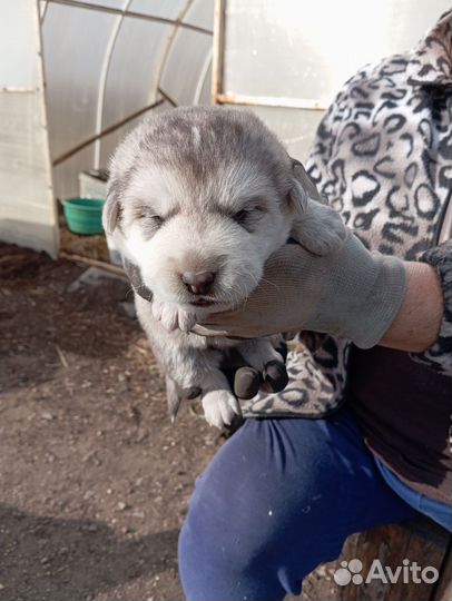 Щенки