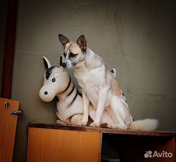 Маленькая собачка в добрые руки