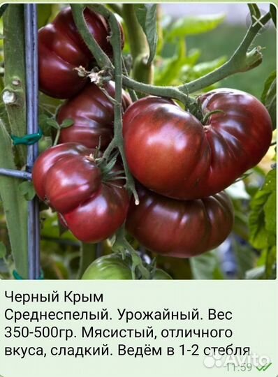 Семена сортовых томатов