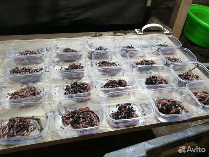 Черви для рыбалки (дендробена винета )