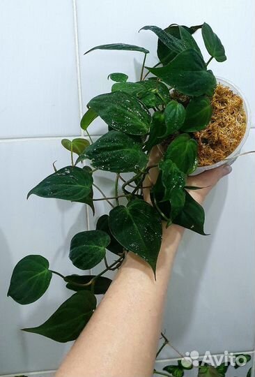 Филодендроны сердечки