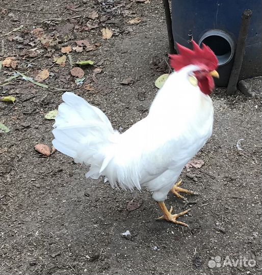 Петухи породы Леггорн