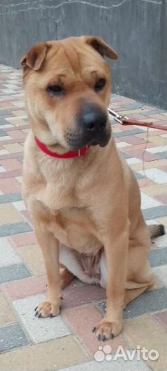 Умная, воспитанная,приучена к выгулу,знает команды