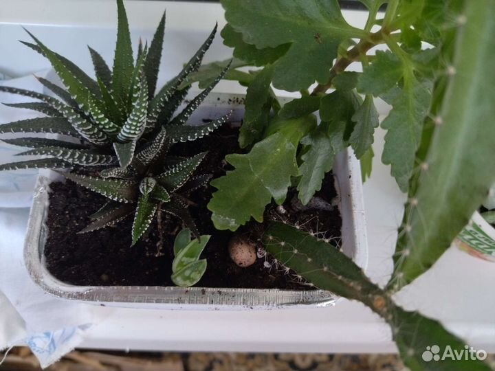 Кактусы и суккуленты