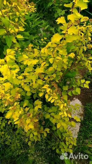 Растения для сада