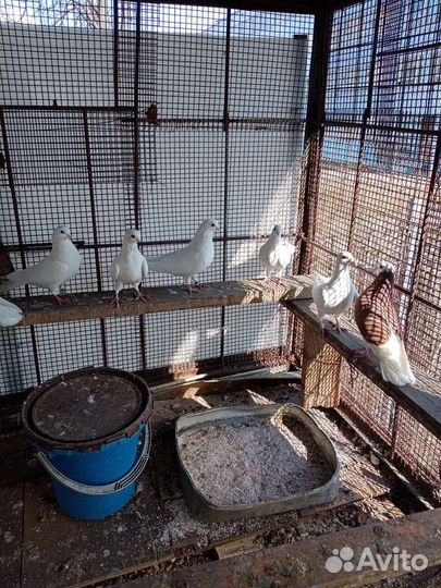 Продажа голубей разные