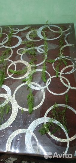 Роголистник