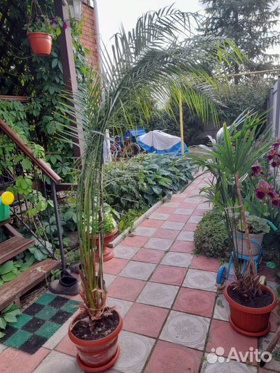 Продам пальмы