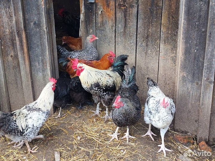 Куры, петухи