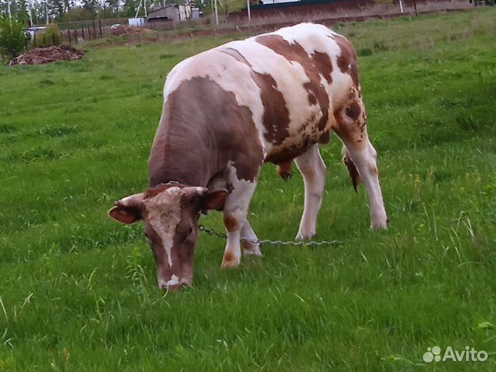 С/х животные бычки