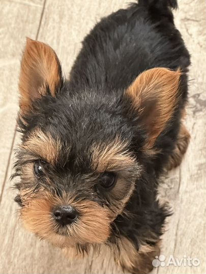 Йоркширский терьер