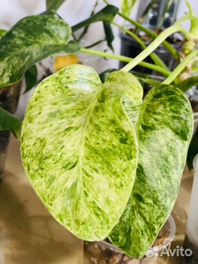 Филодендрон гигантум вариегатный