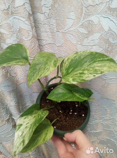 Эпипремнум разные виды