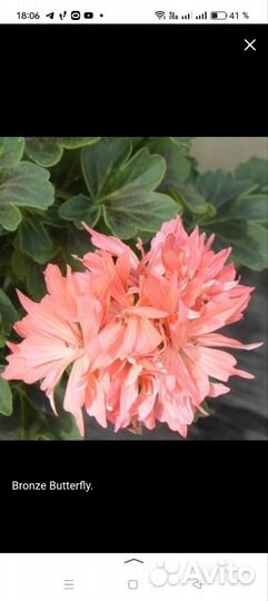 Пеларгония стеллар сортовая