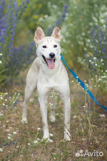 В добрые руки