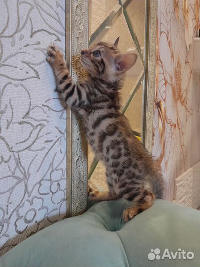 Бенгальские котята