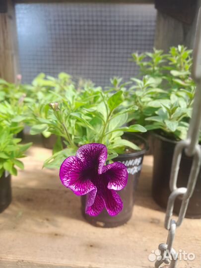 Рассада однолетних цветов и многолетних