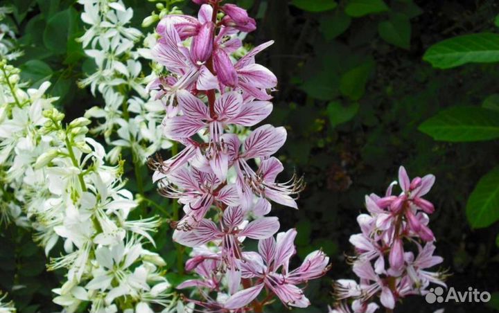 Ясенец -Неопалимая Купина