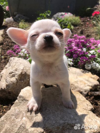 Чихуахуа мини мальчик