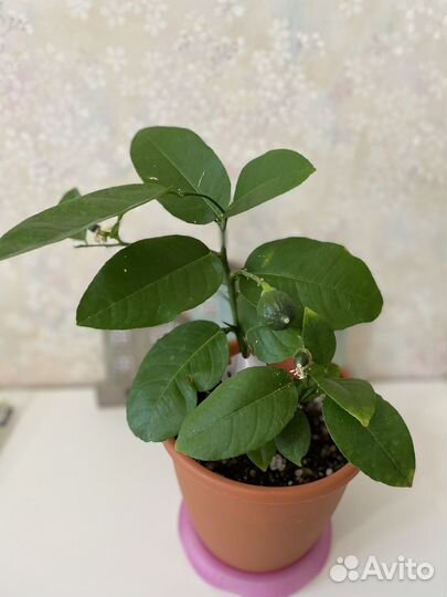 Лимон Новозеландский с плодами