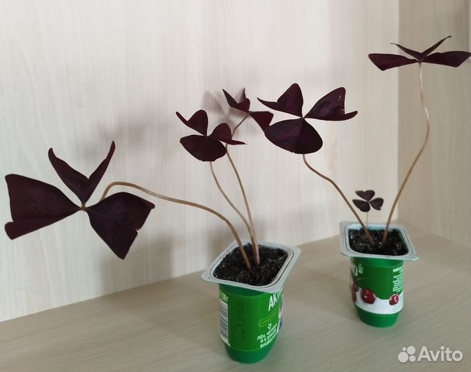 Комнатные цветы кислица