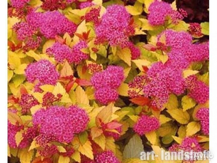 Спирея японская 