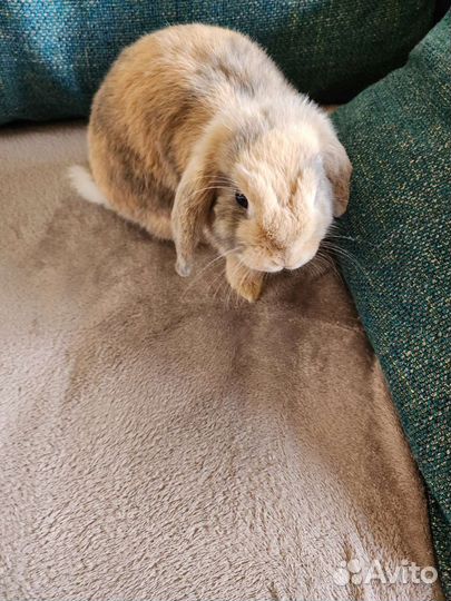 Карликовый вислоухий баран (кролик)