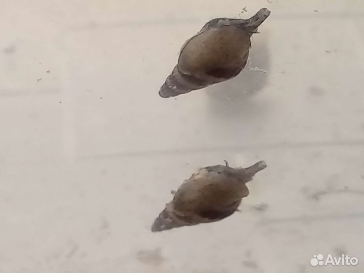 Мох и улитки покемоны