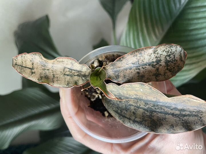 Сансевиерия Tiger star, Star Canyon,Green Granite