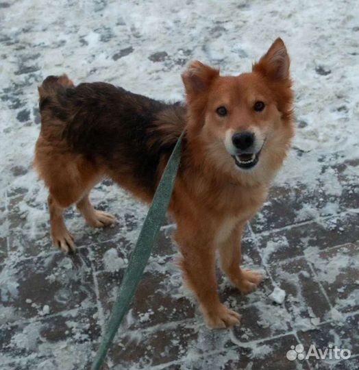 Собака в добрые руки отдам бесплатно