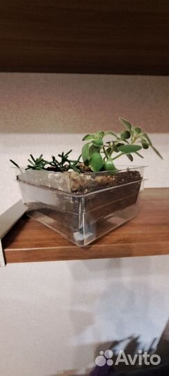 Мини садик суккуленов