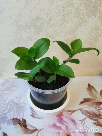 Традесканция Блоссфельда Albovittatа 3 расцветки