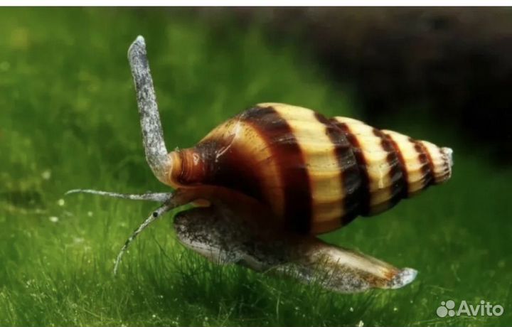 Улитка хелена