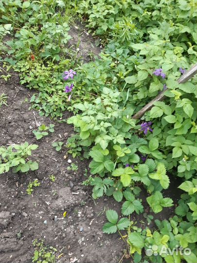 Саженцы клематиса