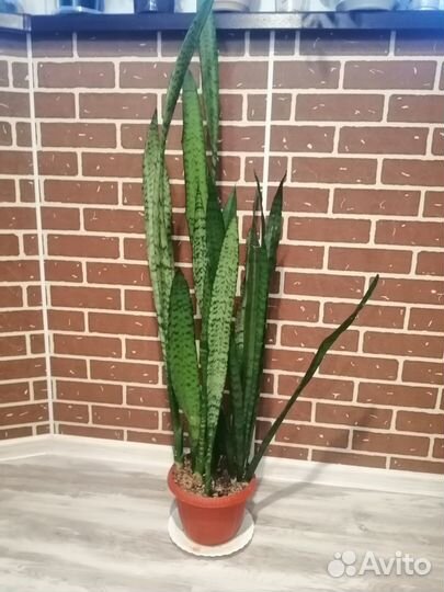 Сансевьера (щучий хвост)