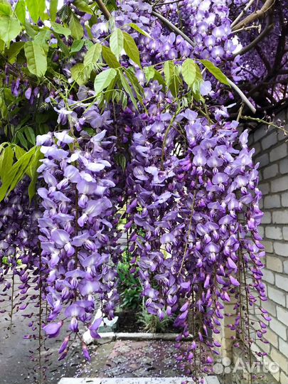 Бронь на семена(Лиана Глициния)