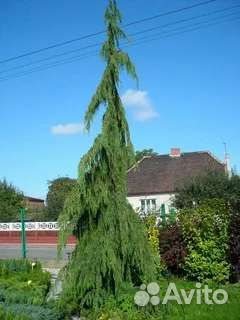 Кипарисовик 1(читайте описание)