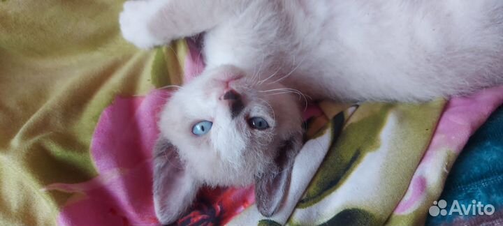 Донской сфинкс котята